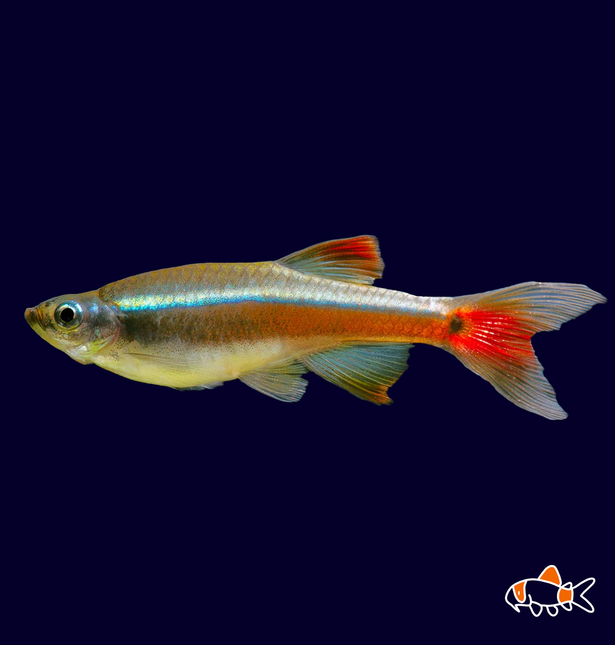 White Cloud Minnow (Tanicthys Albonubes)