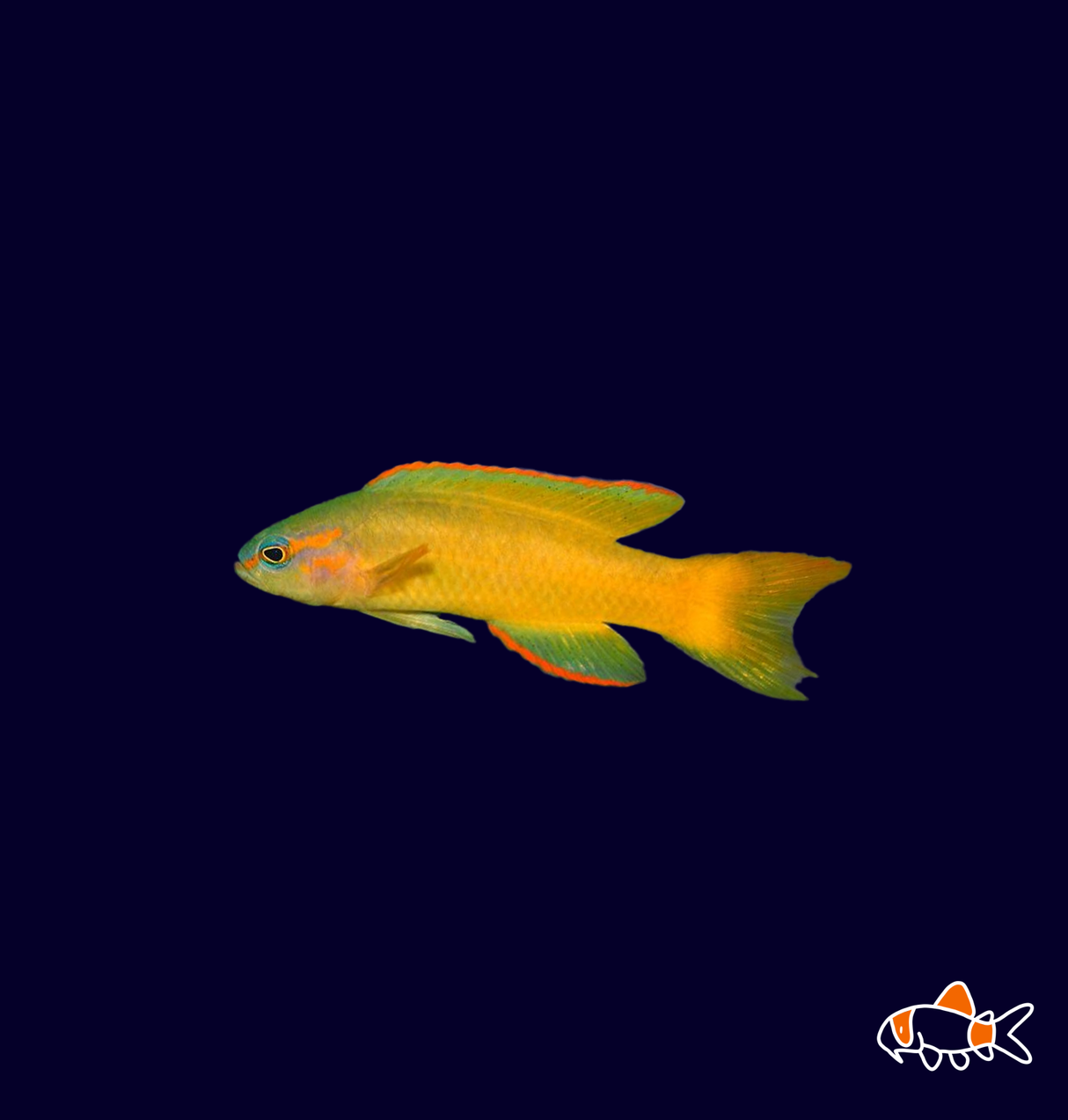 Yellow Assessor | Imported