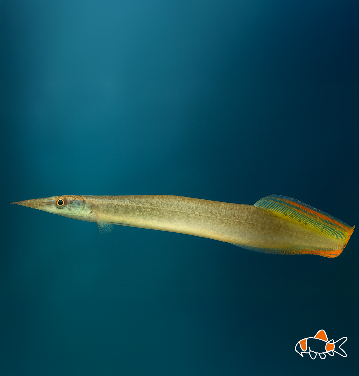 Yellow Fin Spiny Eel | Imported