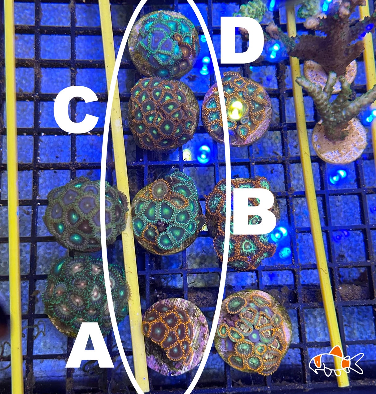 Zoa || Orange Mix | Imported