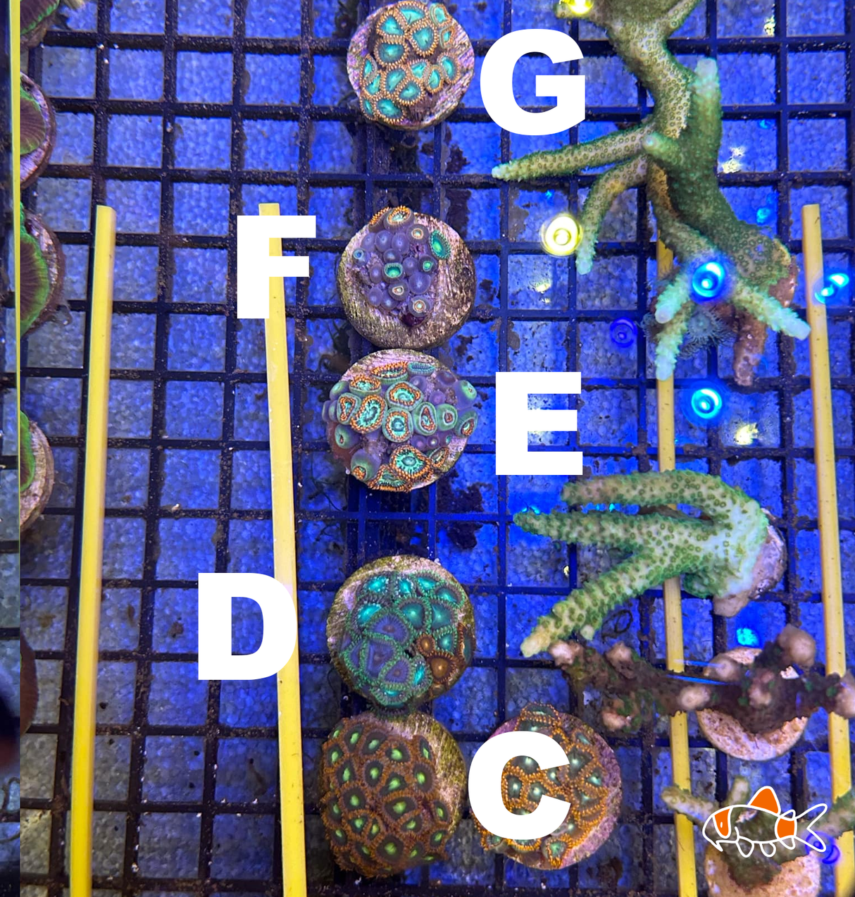 Zoa || Orange Mix | Imported