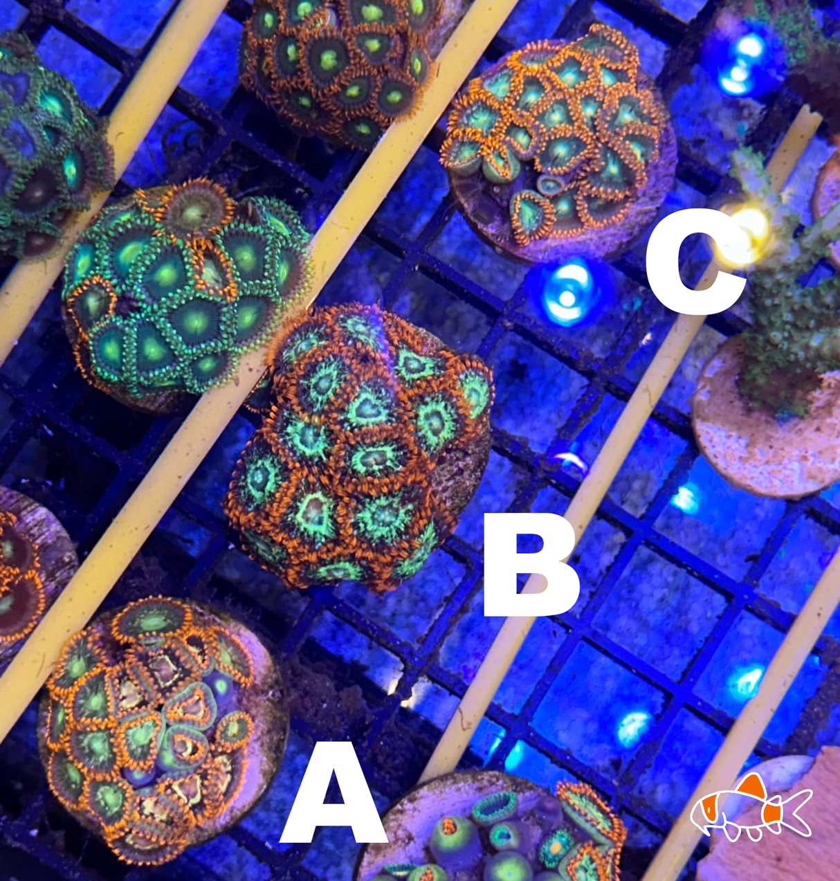 Zoa || Scars Eyes | Imported