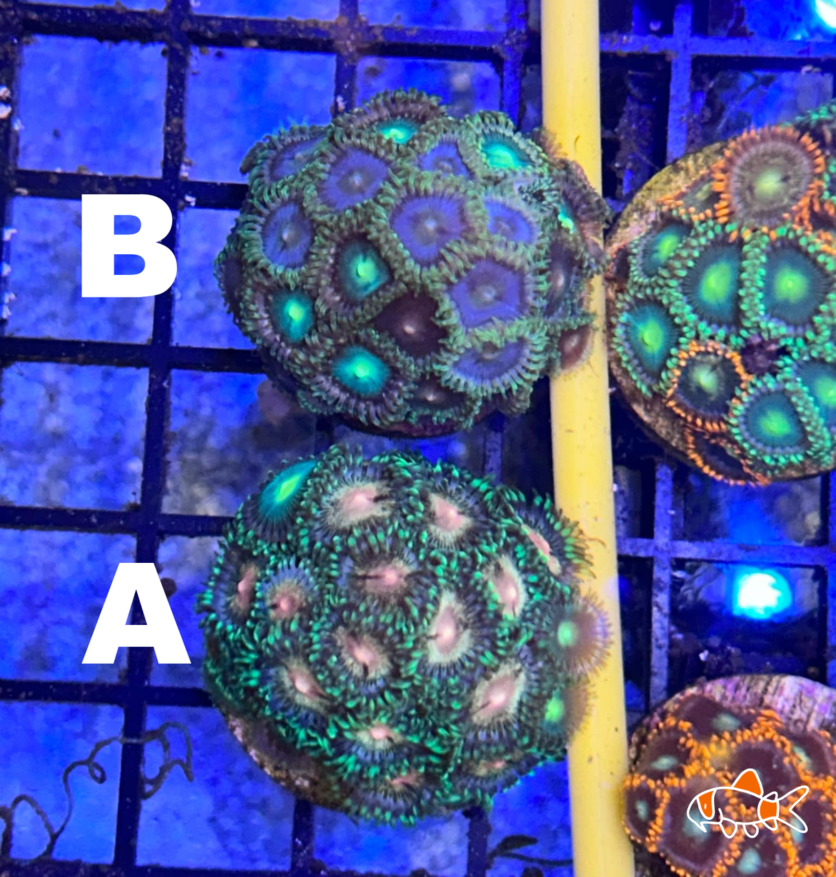 Zoa || Ultra Green Mix