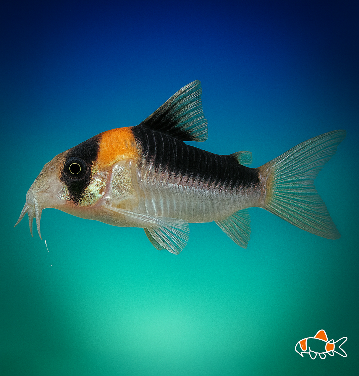 Adolfoi Cory | Imported