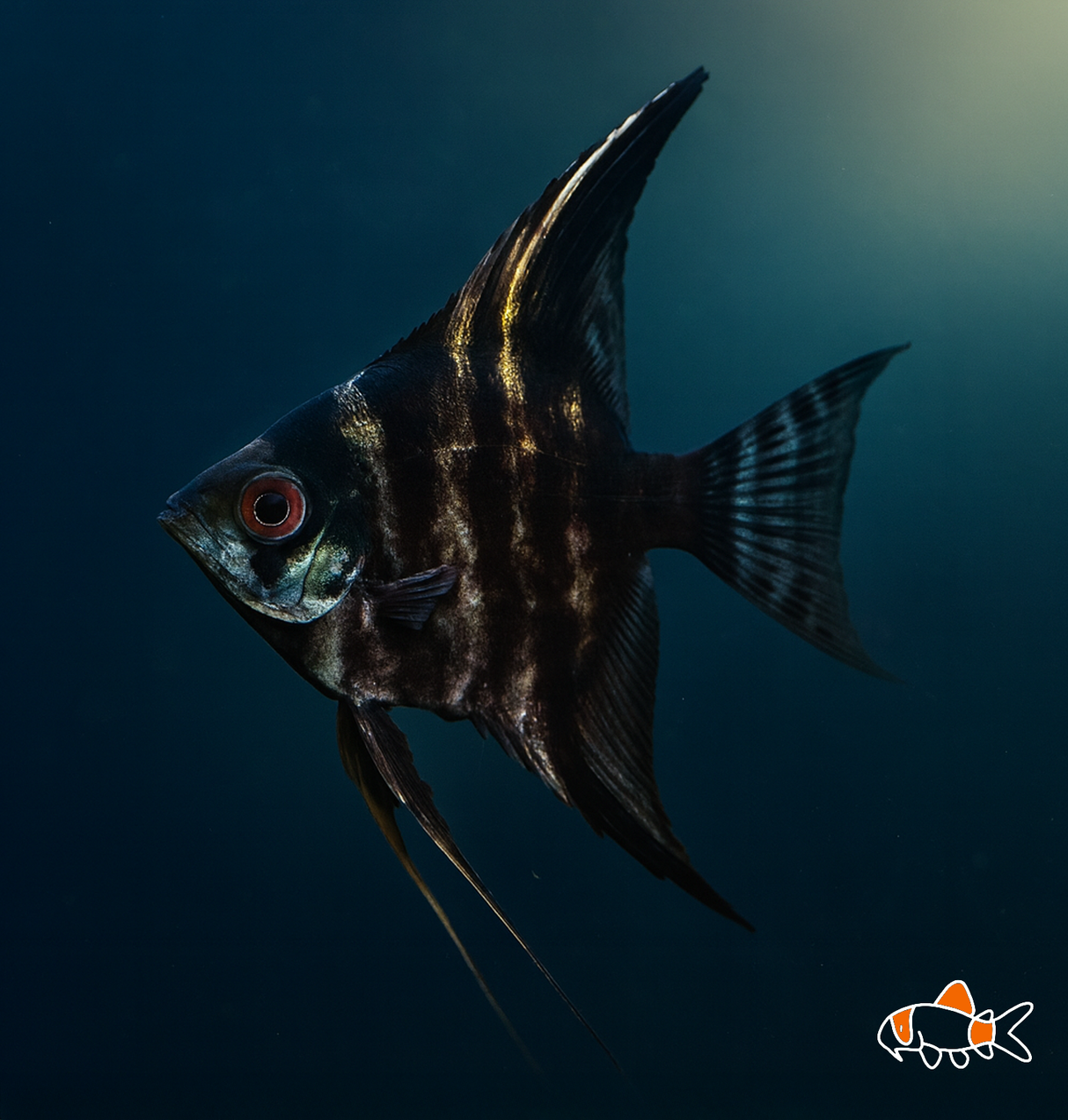 Assorted Angels - Small | Imported