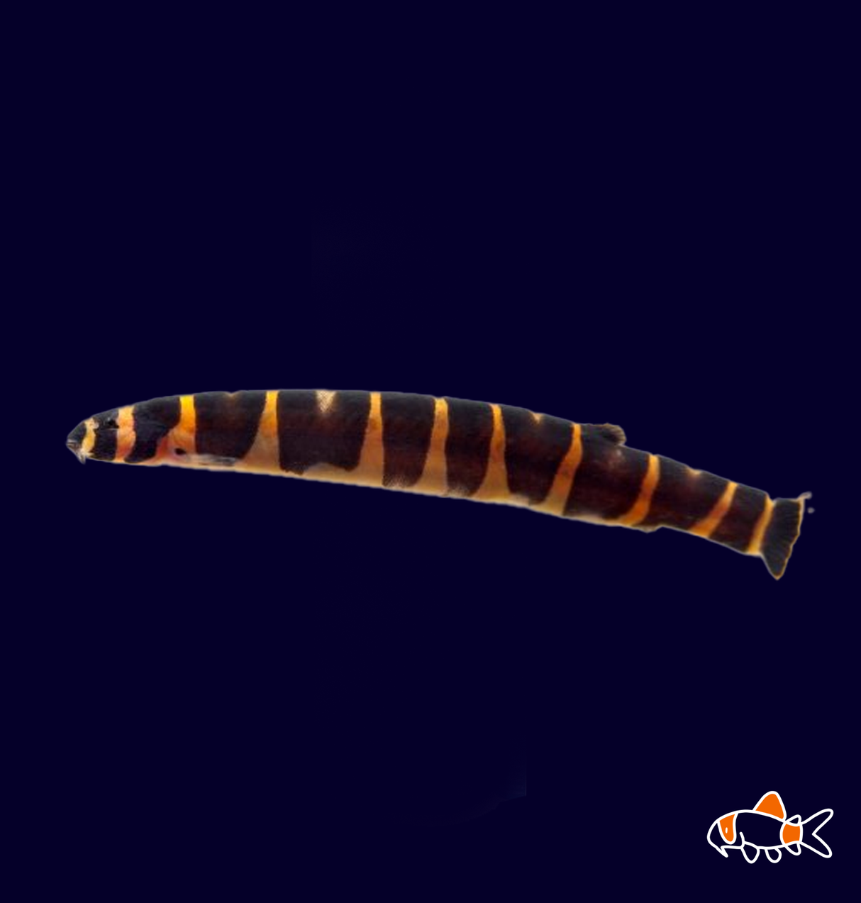 Banded Kuhli Loach (Pangio semicinta) | Imported