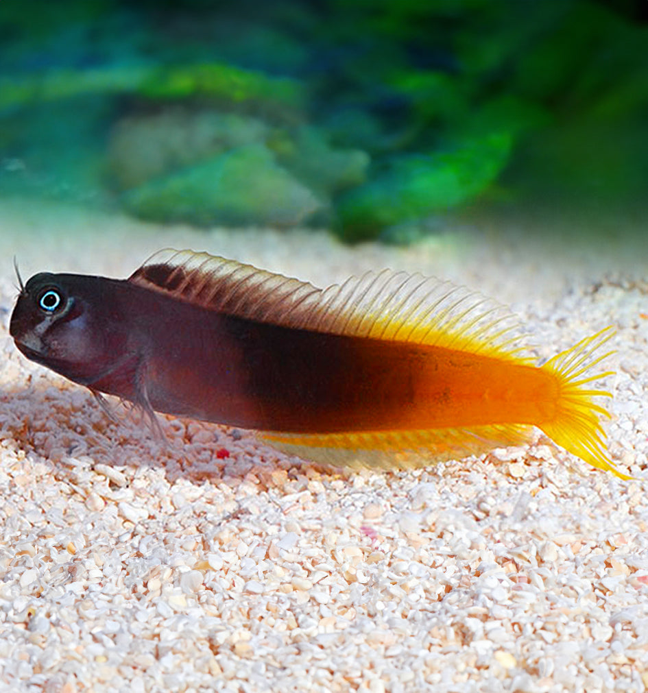 Bicolour Blenny