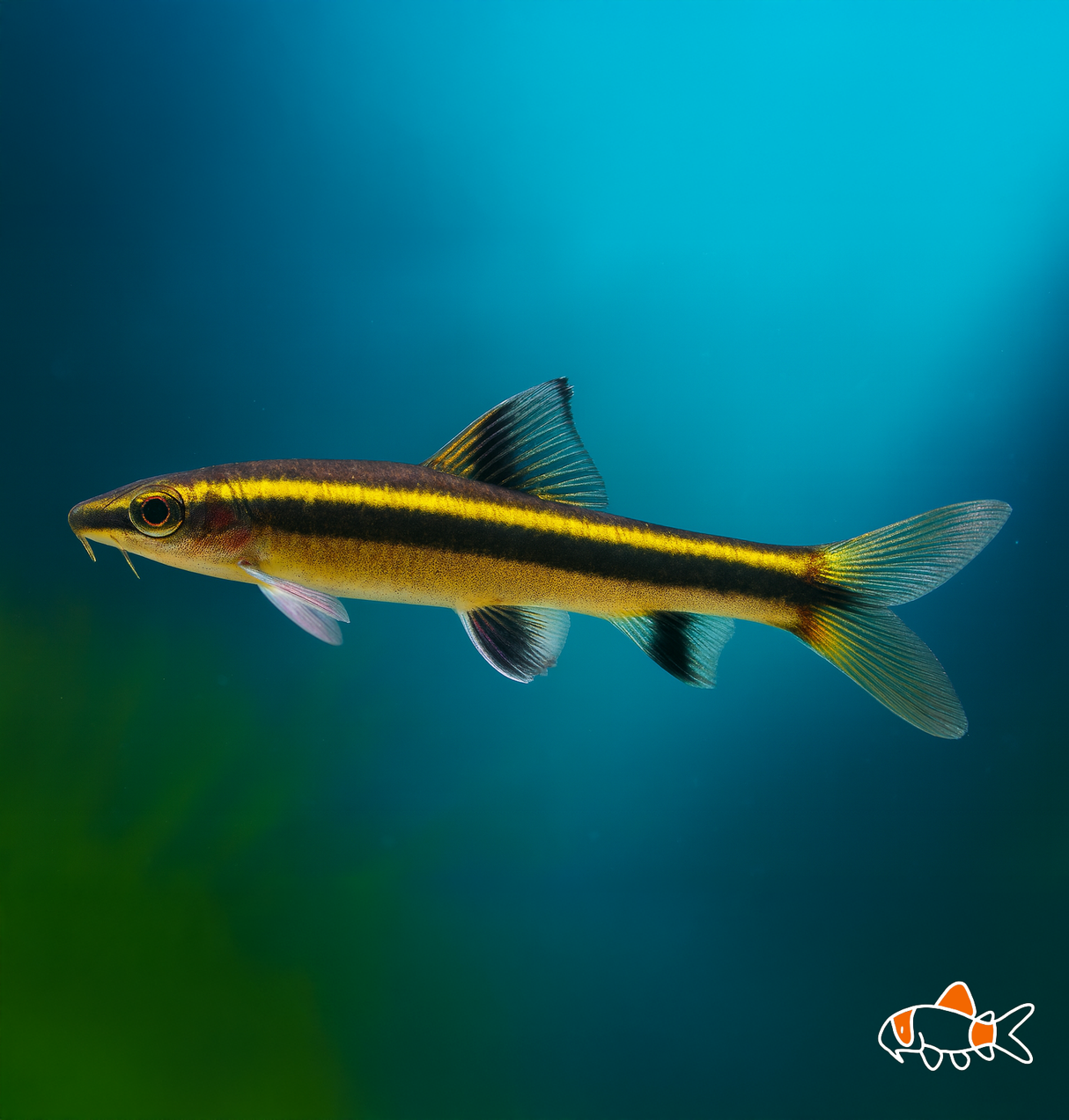 Black Line Flying Fox | Imported