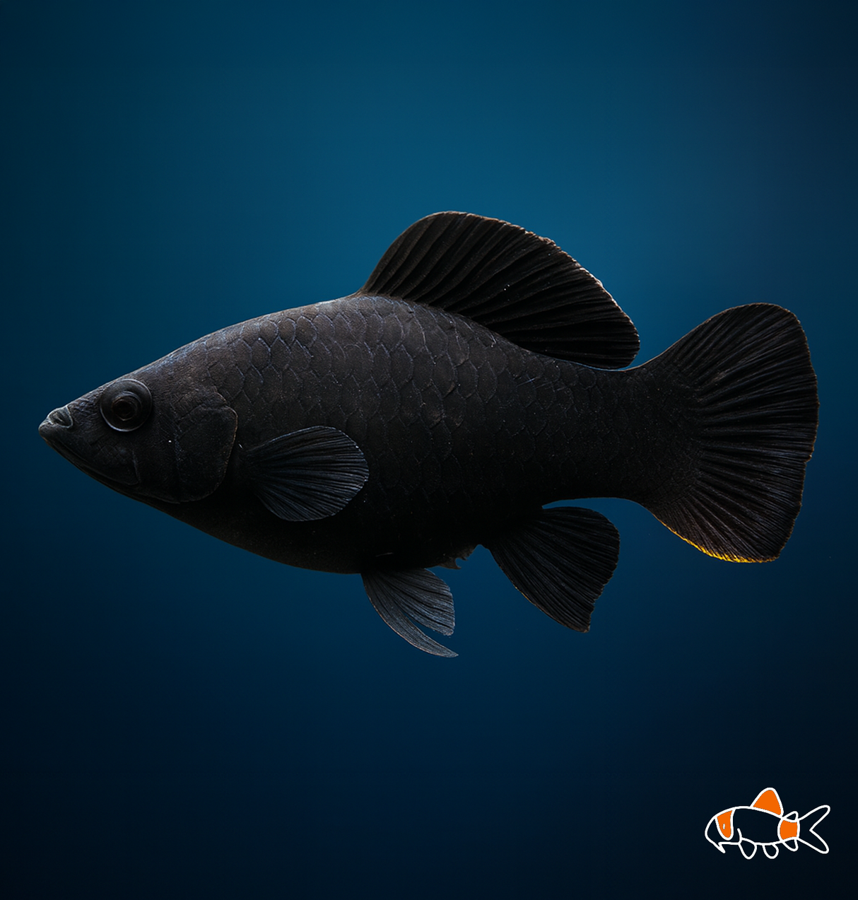 Black Sailfin Molly | Imported