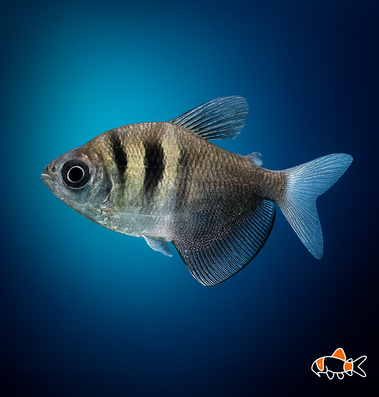 Black Widow Tetra | Imported