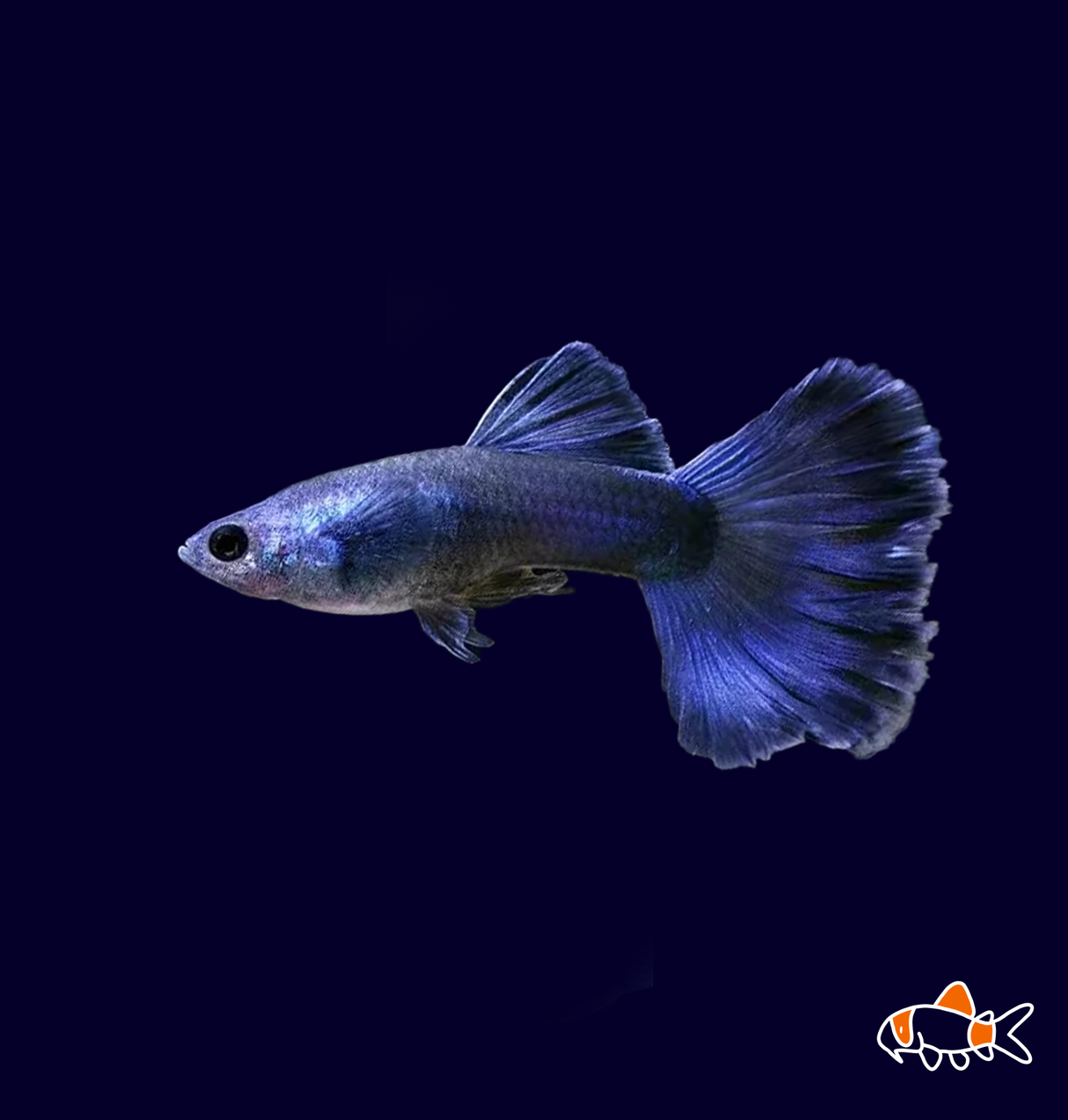 Blue Moscow Guppy (Poecilia Reticulata)