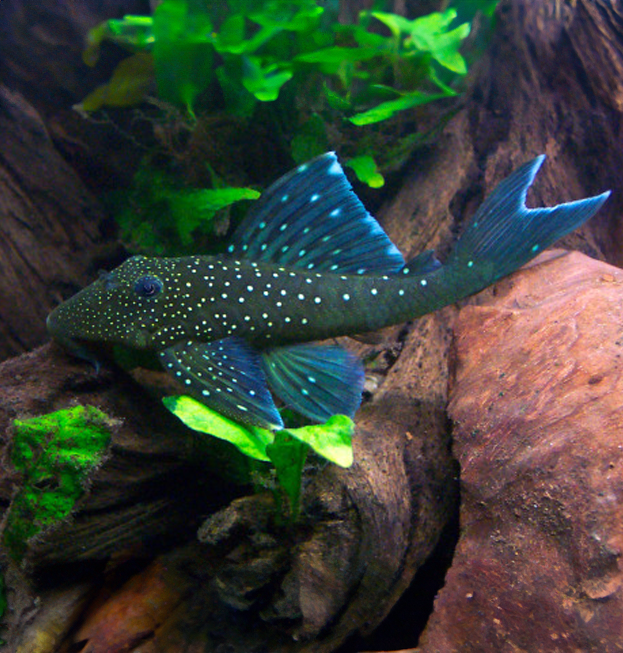 L128 Blue Phantom Pleco