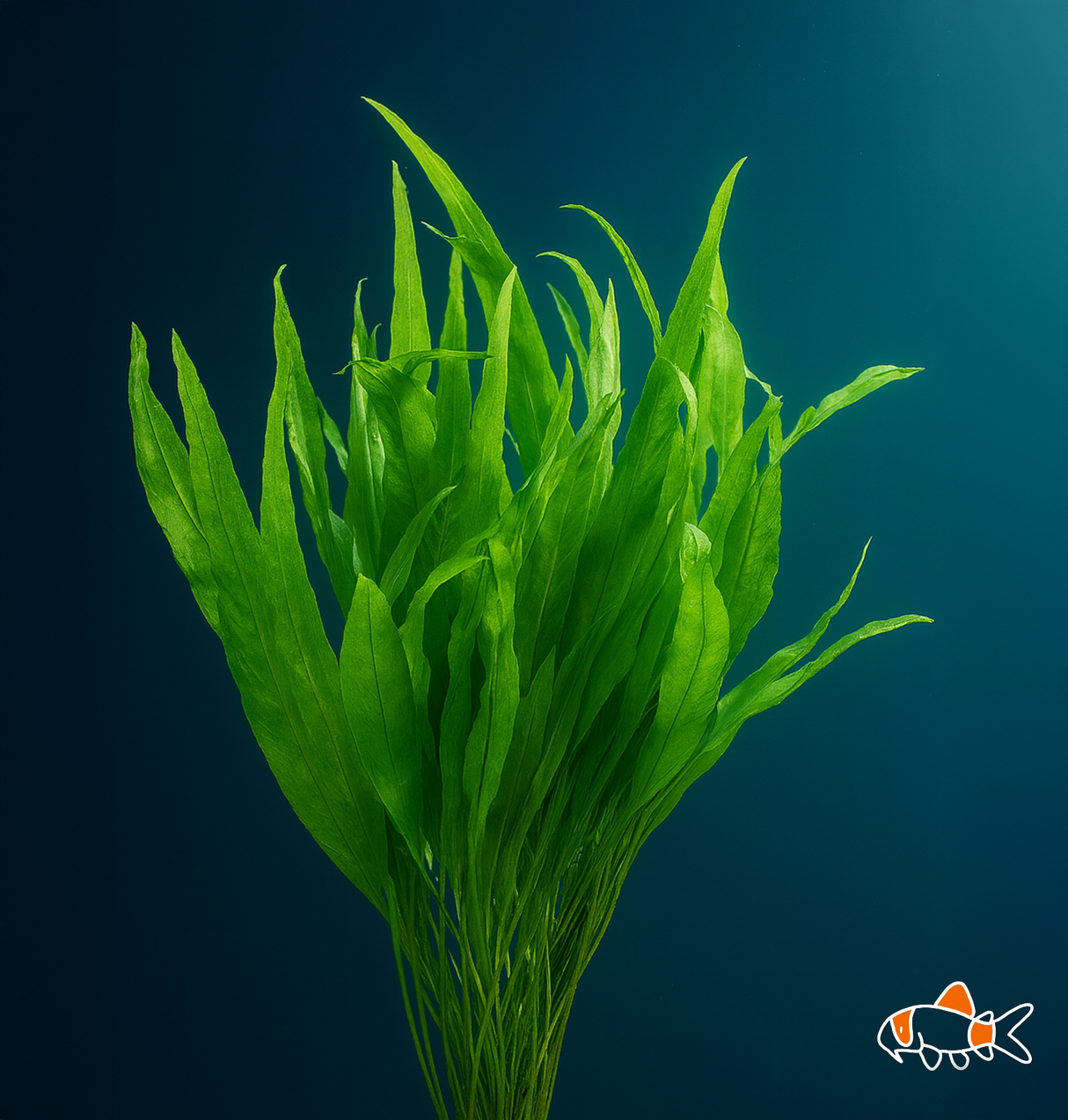 Broad leaf Java Fern