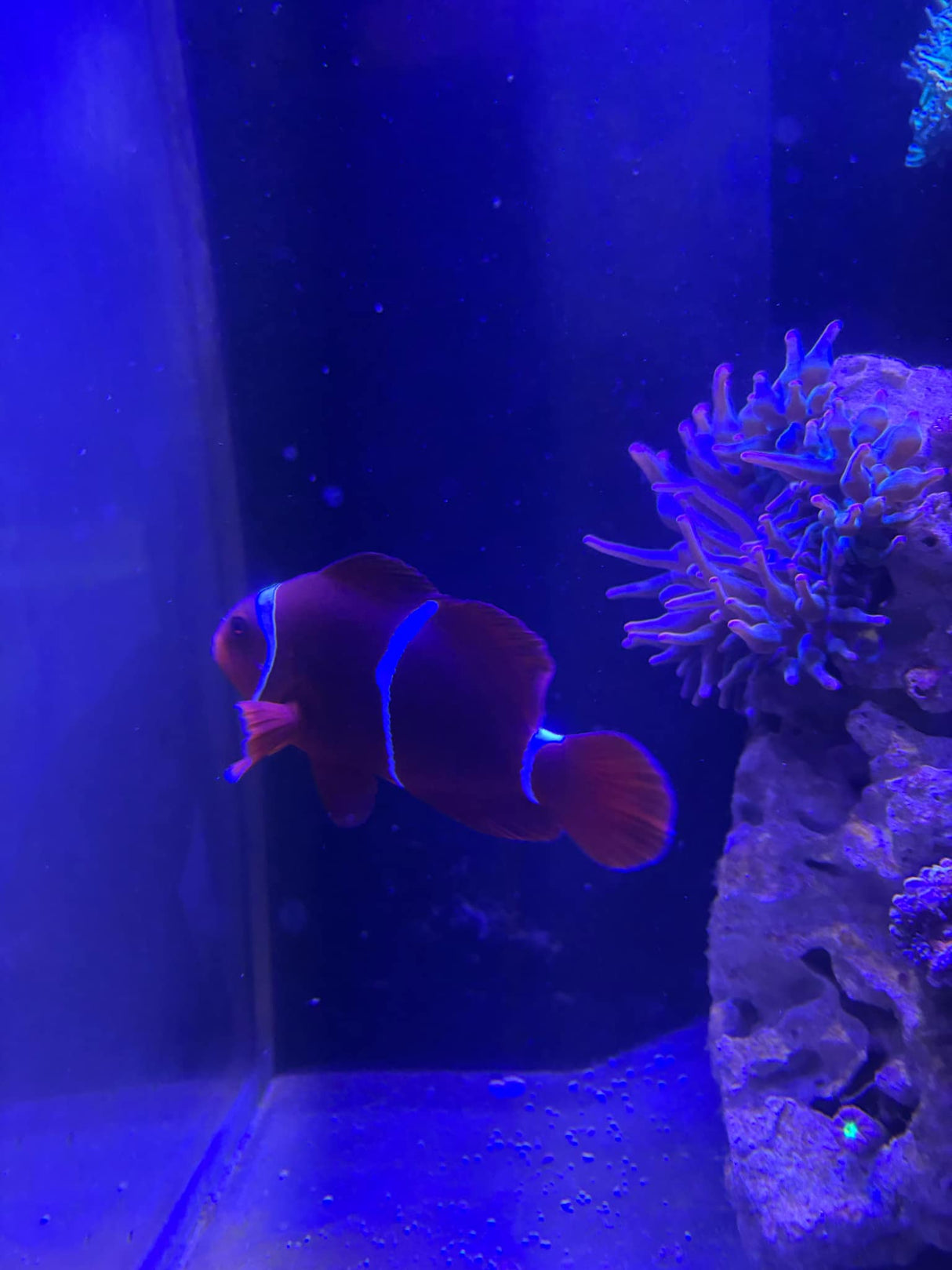Maroon Clownfish
