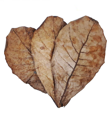 Catappa Leaves