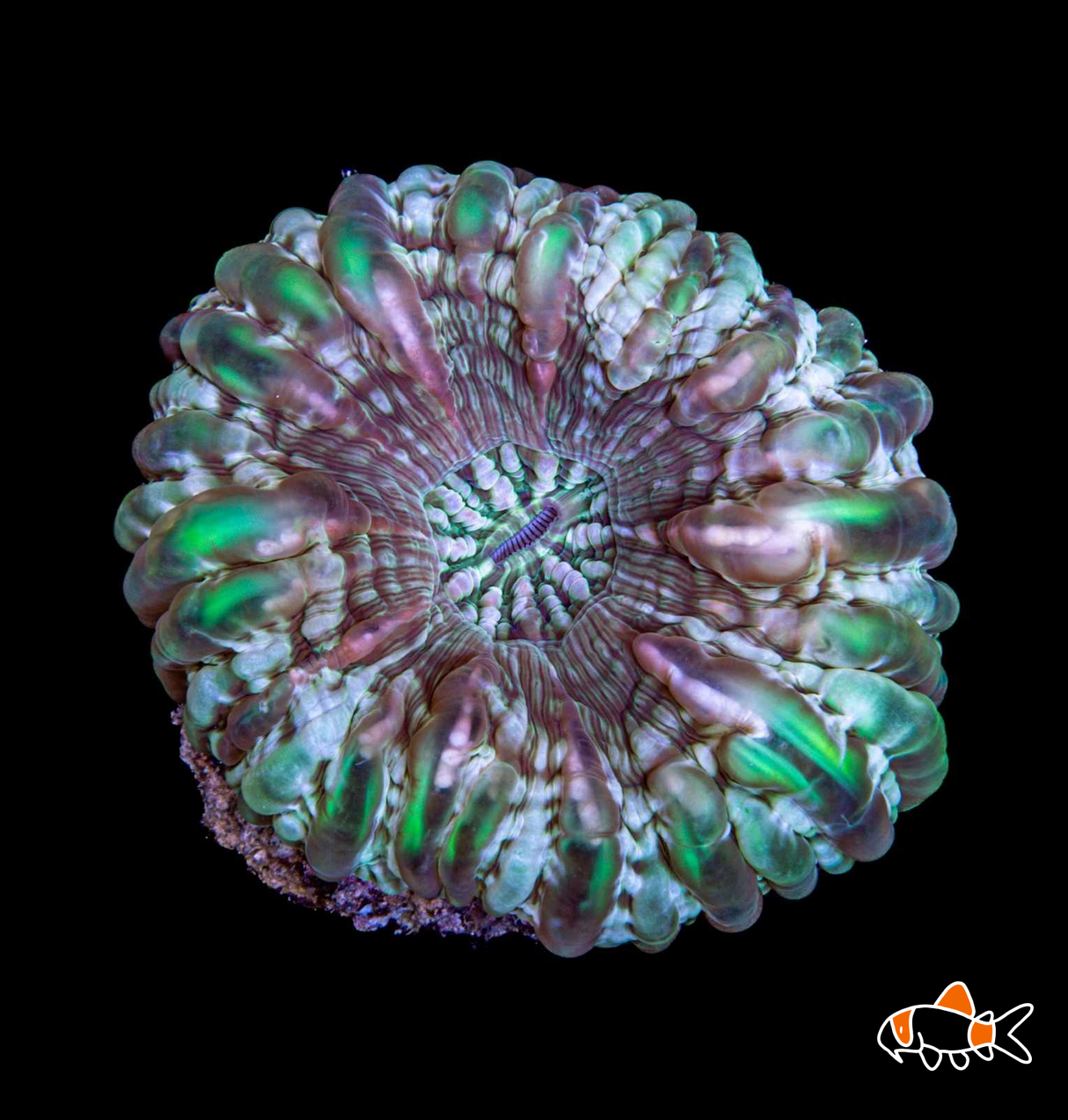 Cats Eye Coral | Imported