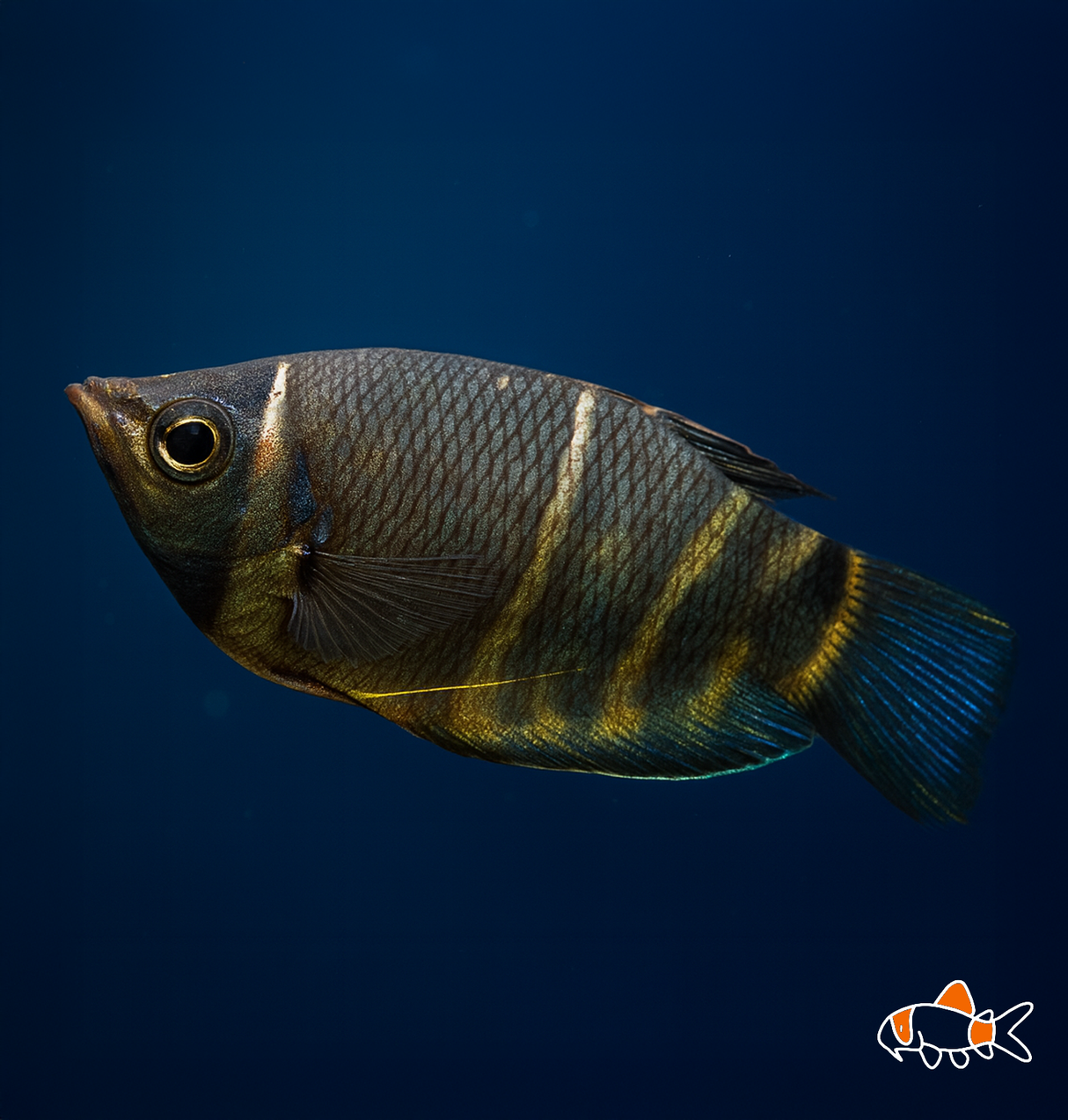 Chocolate Gourami | Imported