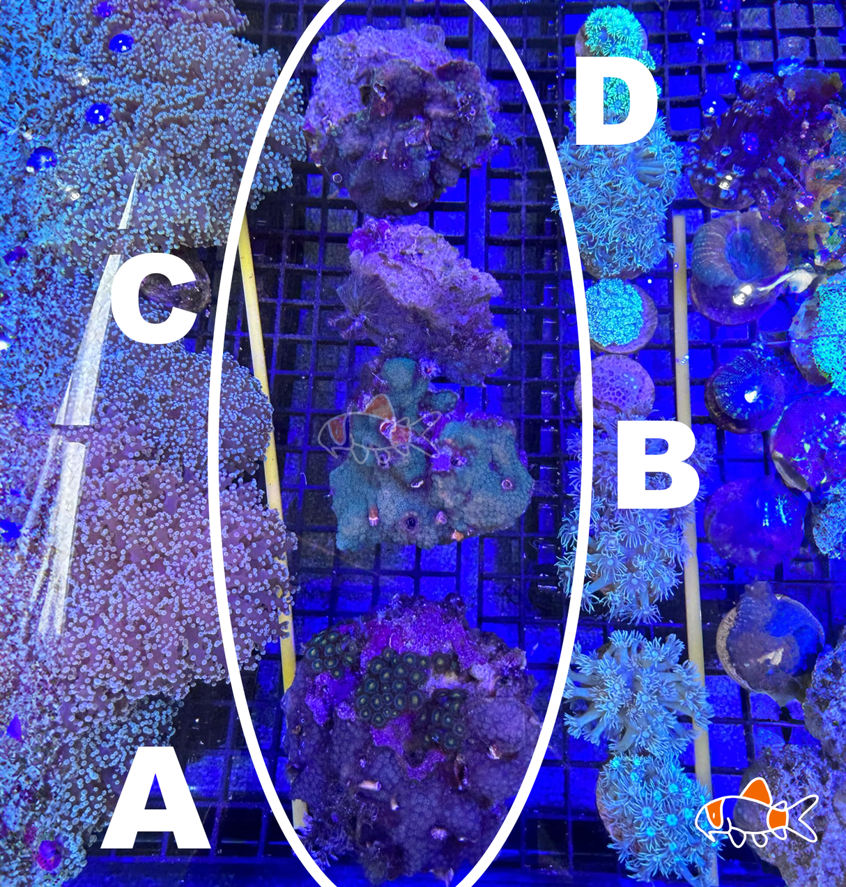 Christmas Tree Worms Rock