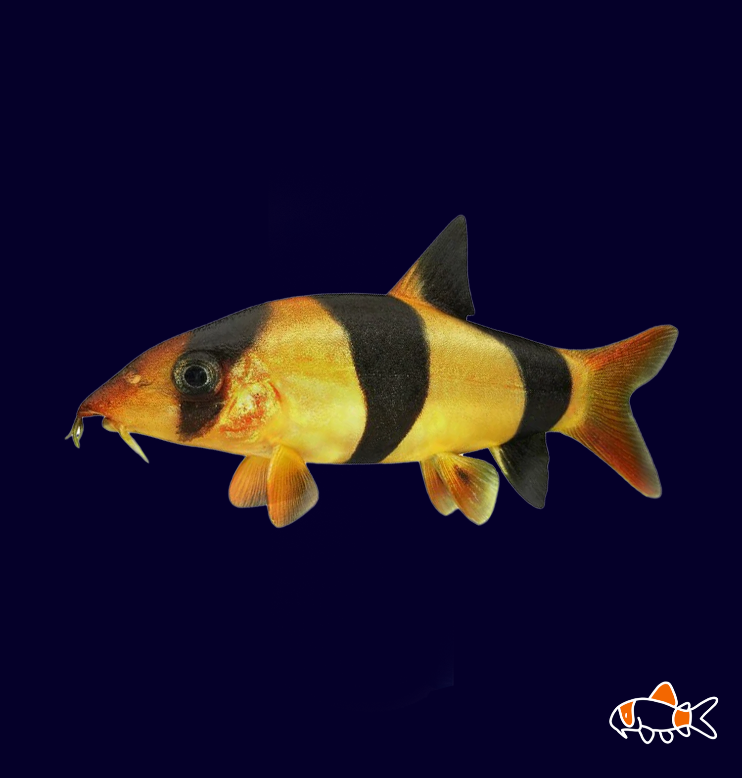 Clown Loach (Botia Macracantha) | Imported