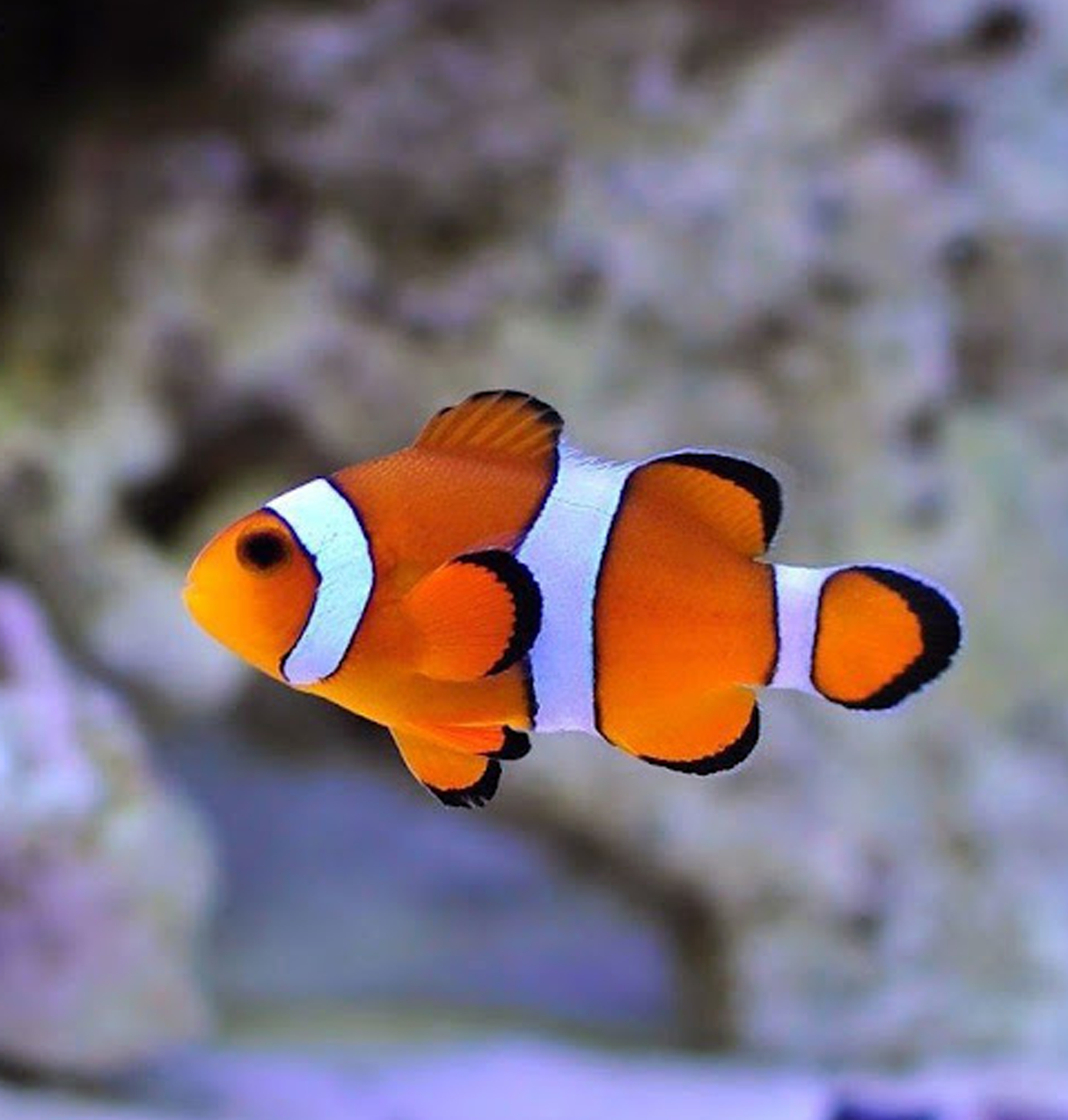 Ocellaris clownfish Fish - M/F Pair