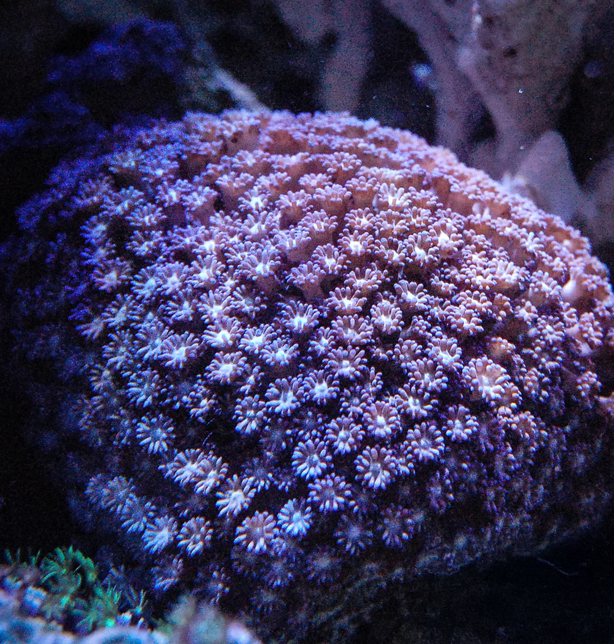 Daisy Coral || Mixed