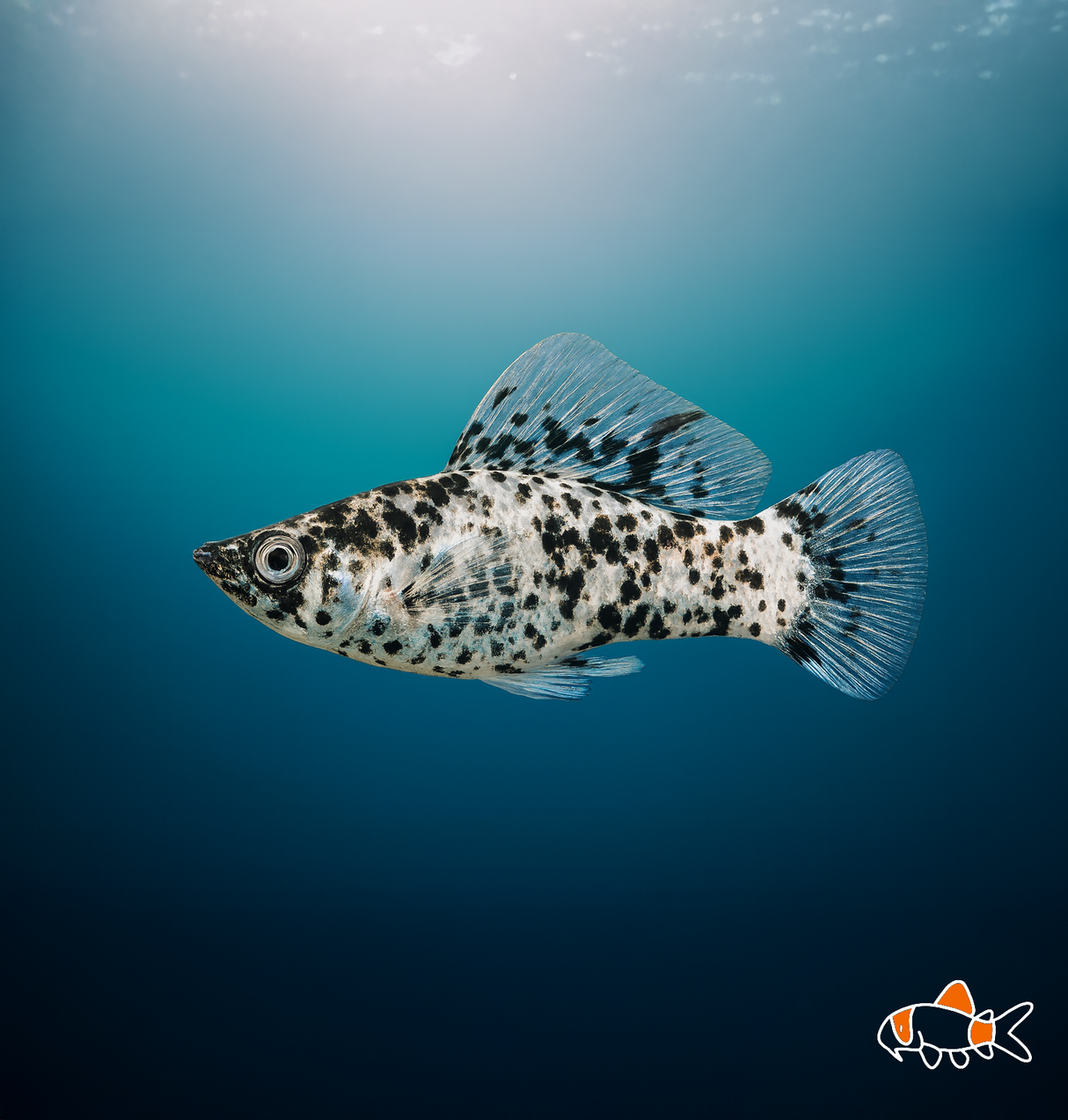 Dalmatian Sailfin Molly | Imported