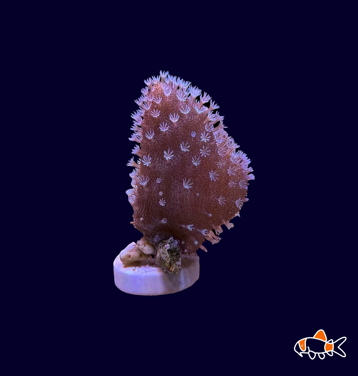 Devils Finger Leather - Frag