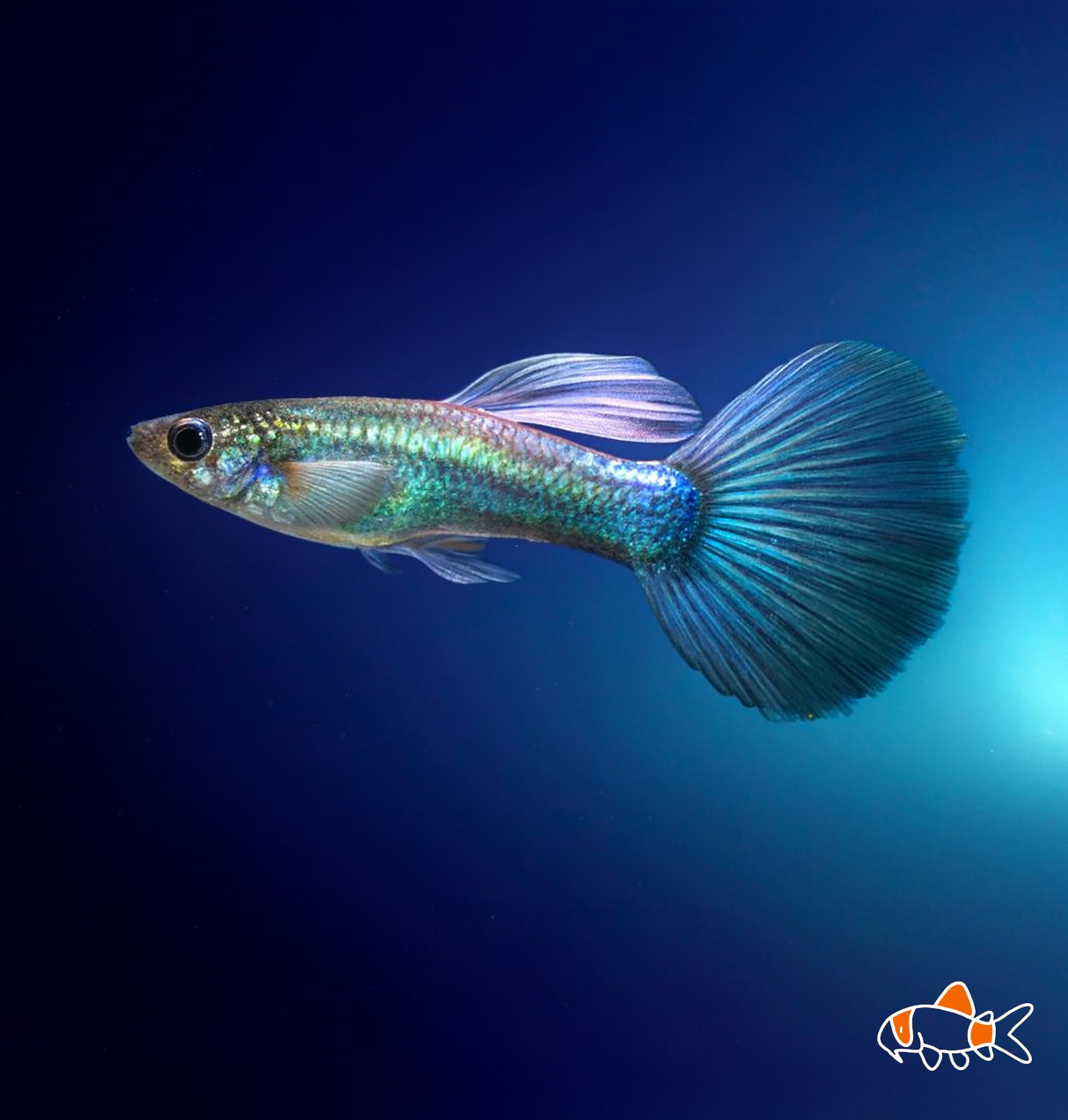 Blue Diamond Guppy | Imported