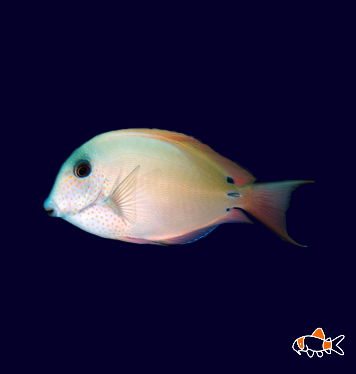 Dusky Tang | Imported