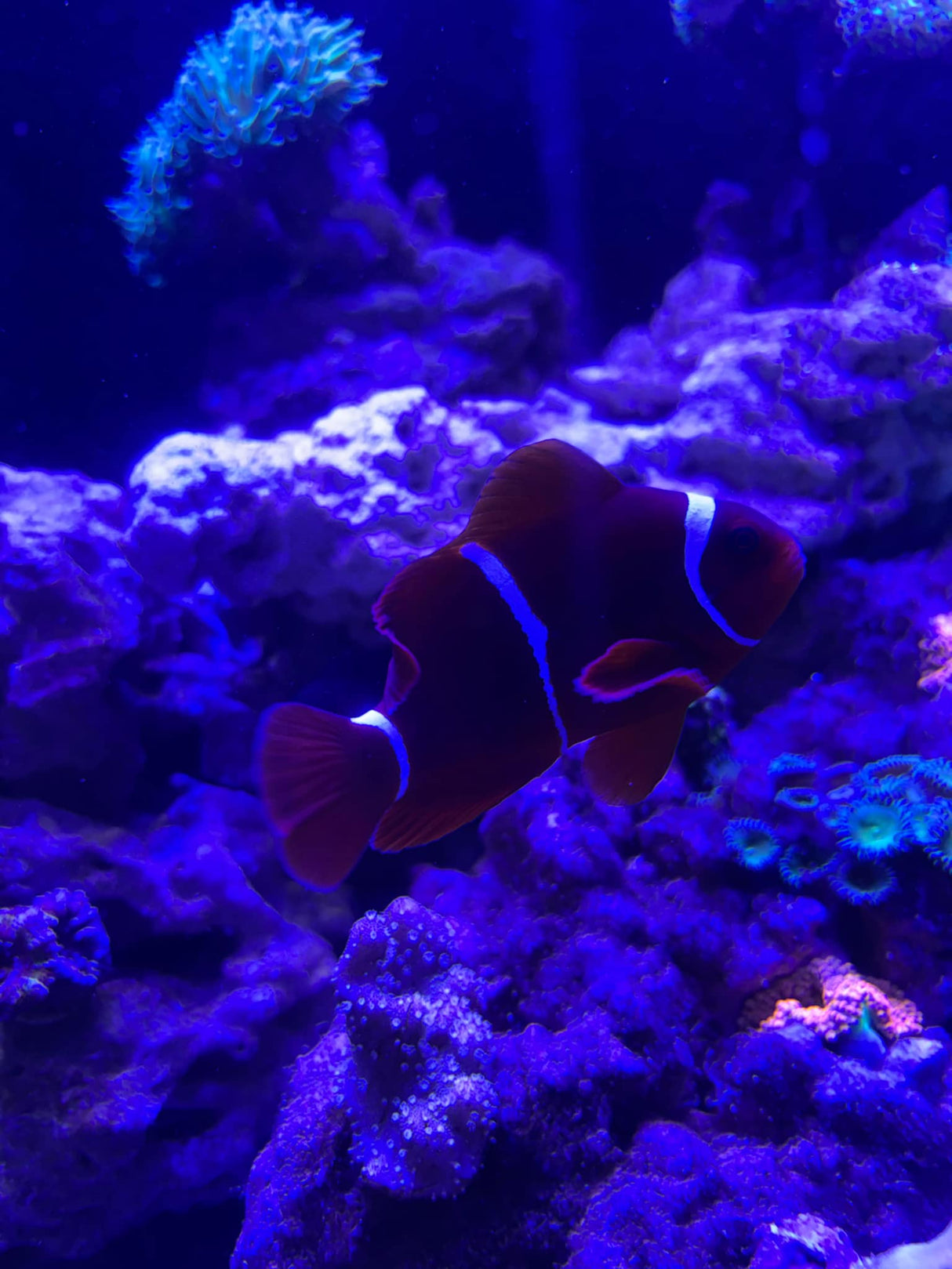 Maroon Clownfish