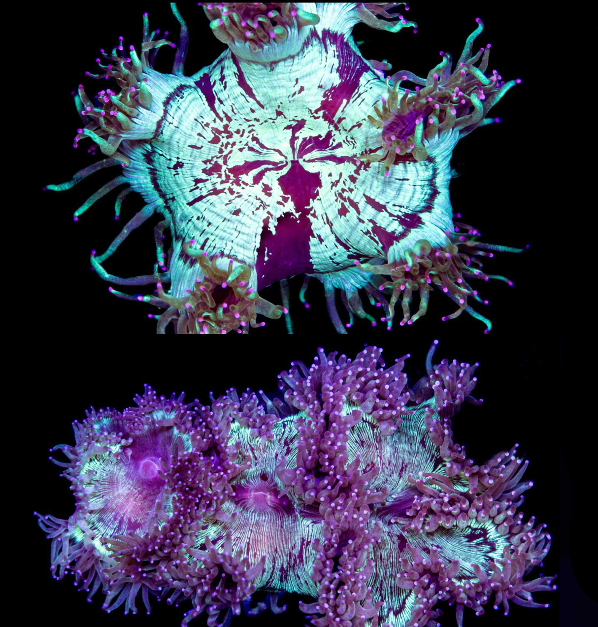 Elegance Coral | Imported