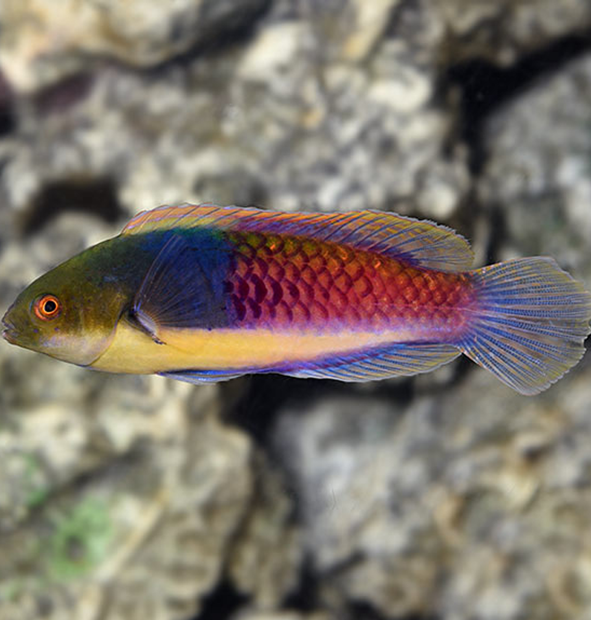 Bluehead Fairy Wrasse