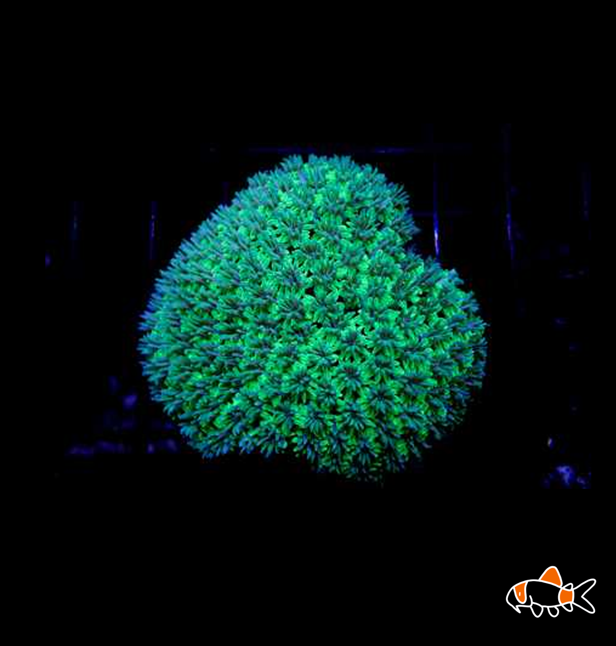 Galaxy Coral | Imported