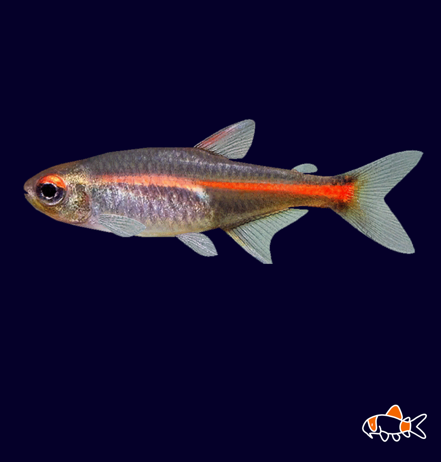 Glowlight Tetra (Hemigrammus erythrozonus) | Imported