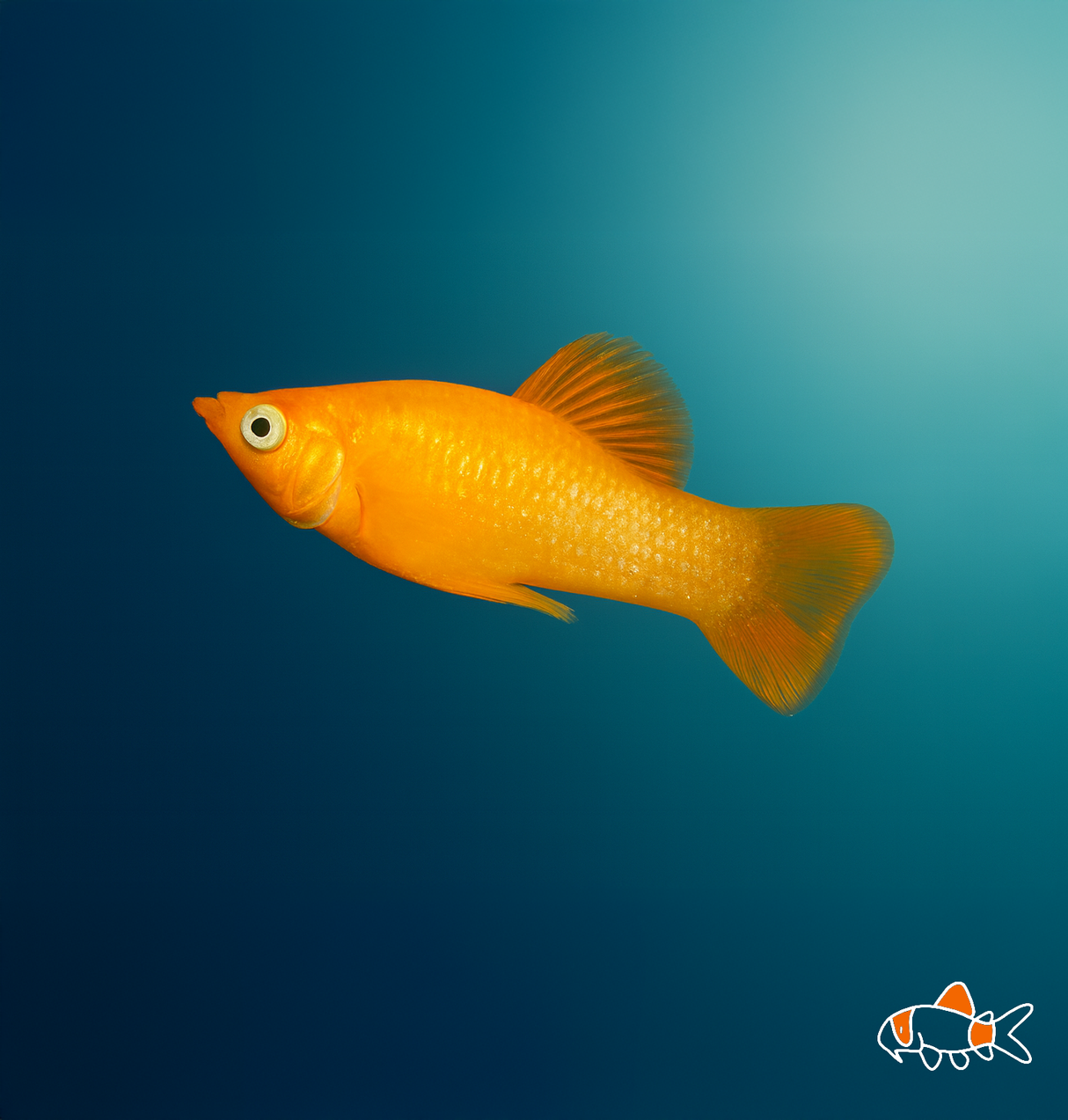 Gold Molly | Imported