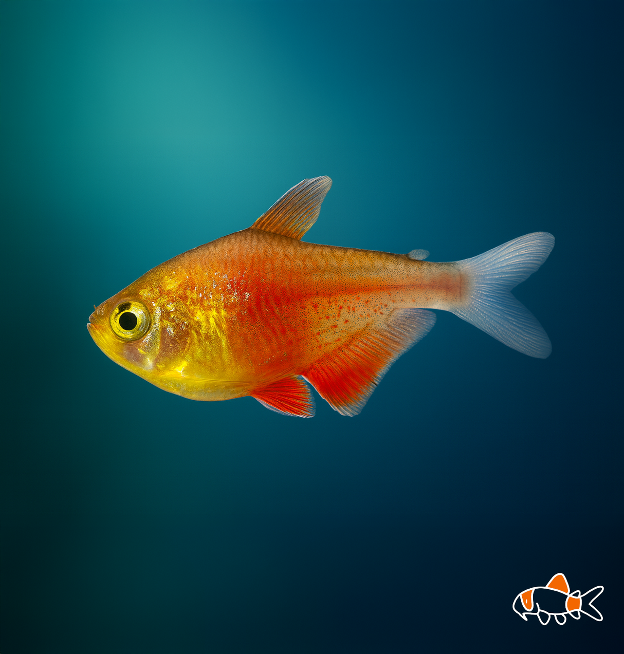 Gold Flame Tetra (Hyphessobrycon flammeus) | Imported