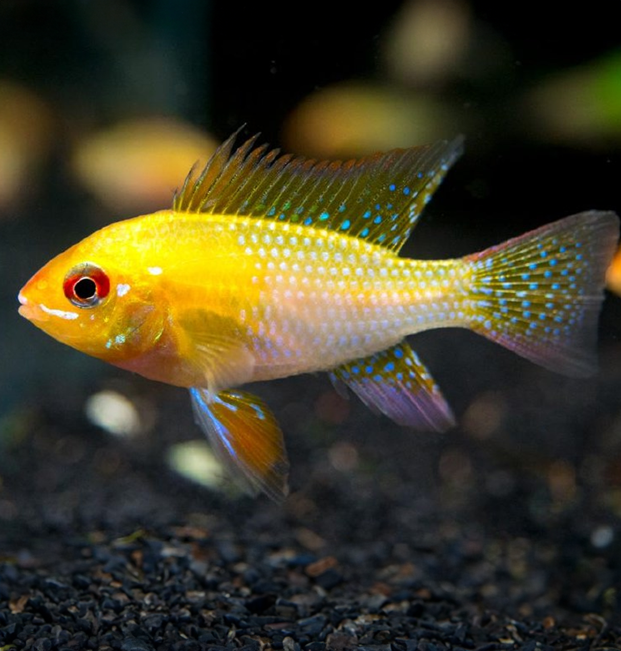 Gold Ram (Mikrogeophagus Ramirezi) | Imported