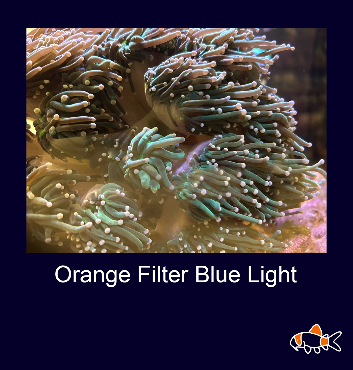 Green Stem Pink/Cream tip Torch Coral | ten Head Colony