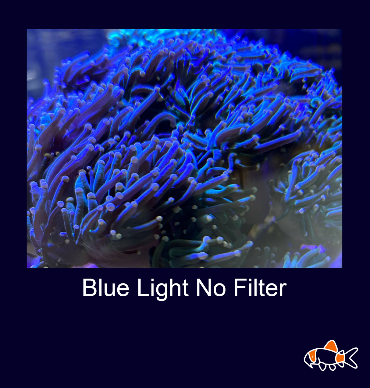 Green Stem Pink/Cream tip Torch Coral | ten Head Colony