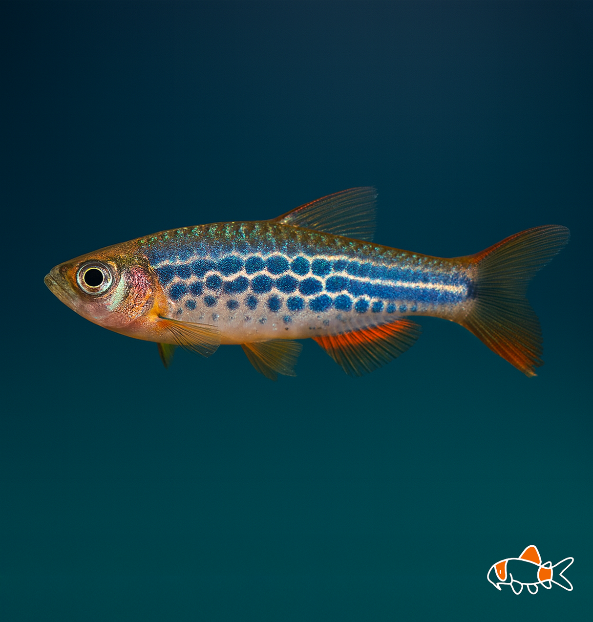 Kyathit Danio | Imported