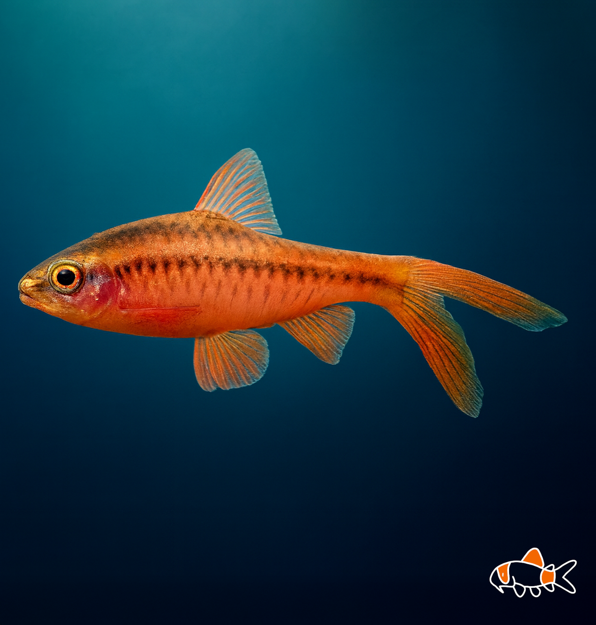 Long Fin Cherry Barb | Imported