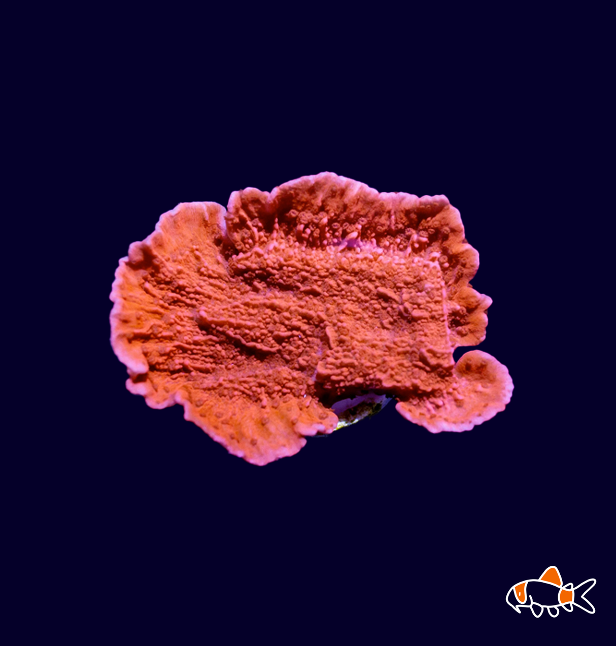 Red/Brown Plating Monti - Frag