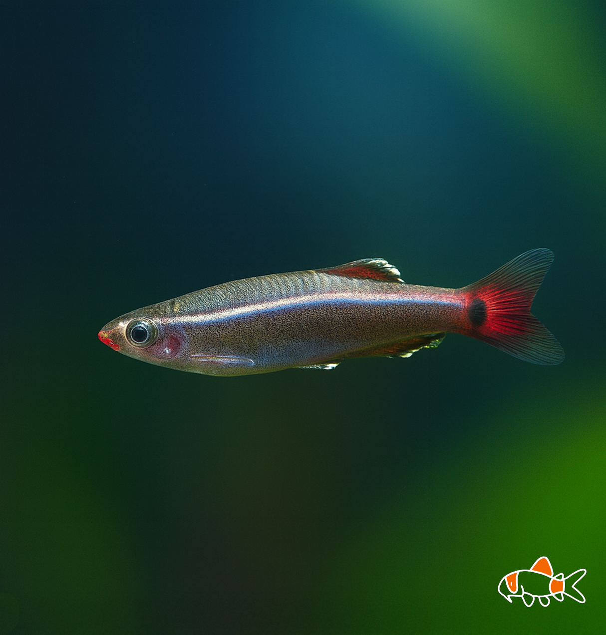 White Cloud Minnow | Imported
