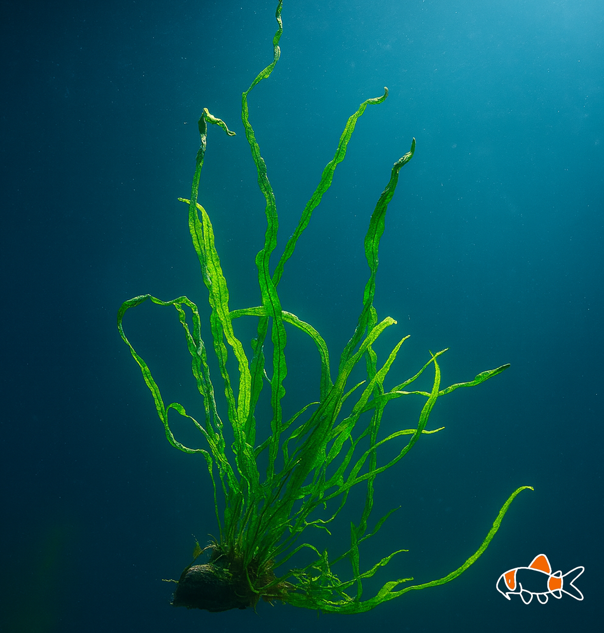 Needle leaf Java Fern