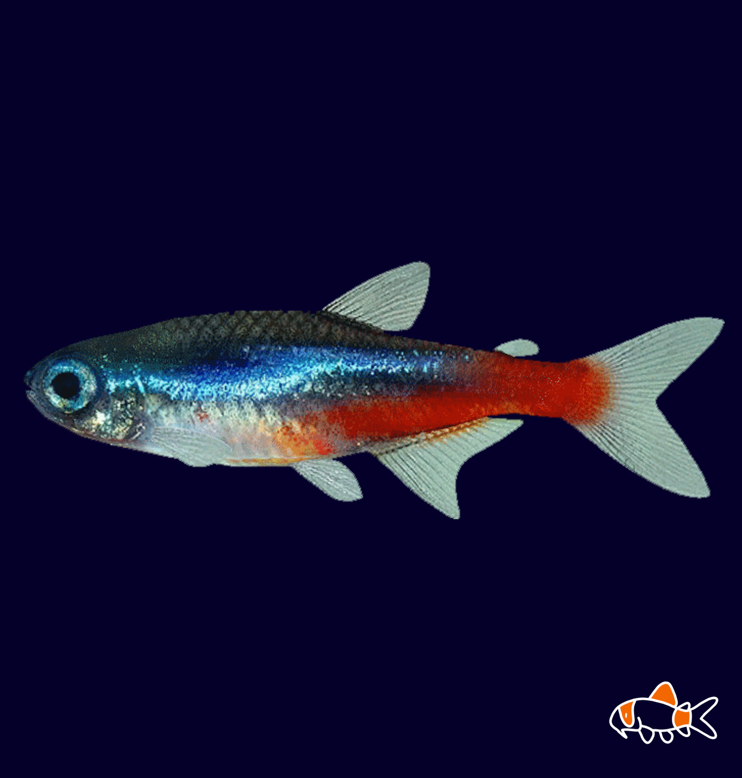 Neon Tetra (Paracheirodon Innesi) | Imported