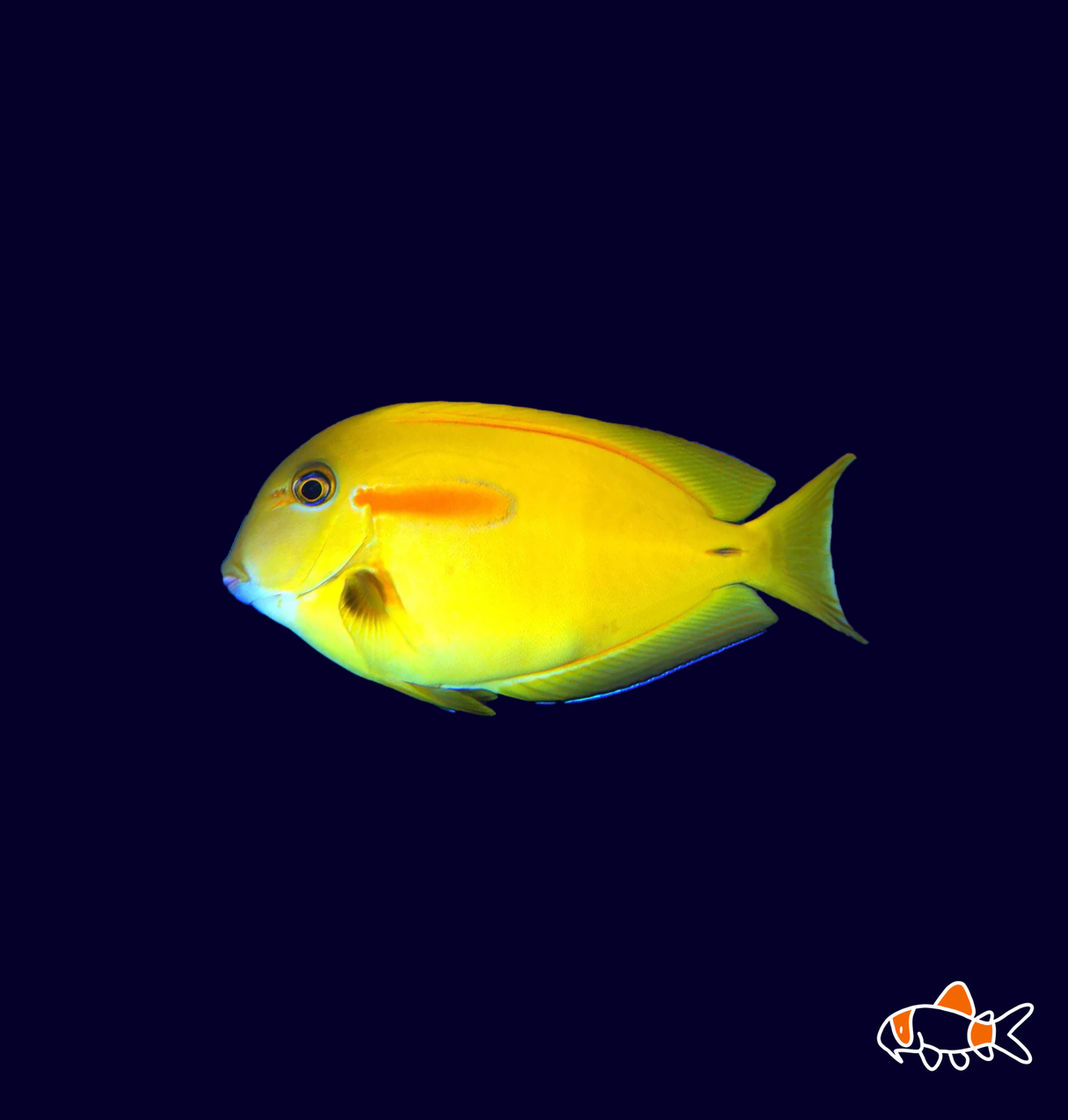 Orange Shoulder Tang | Imported