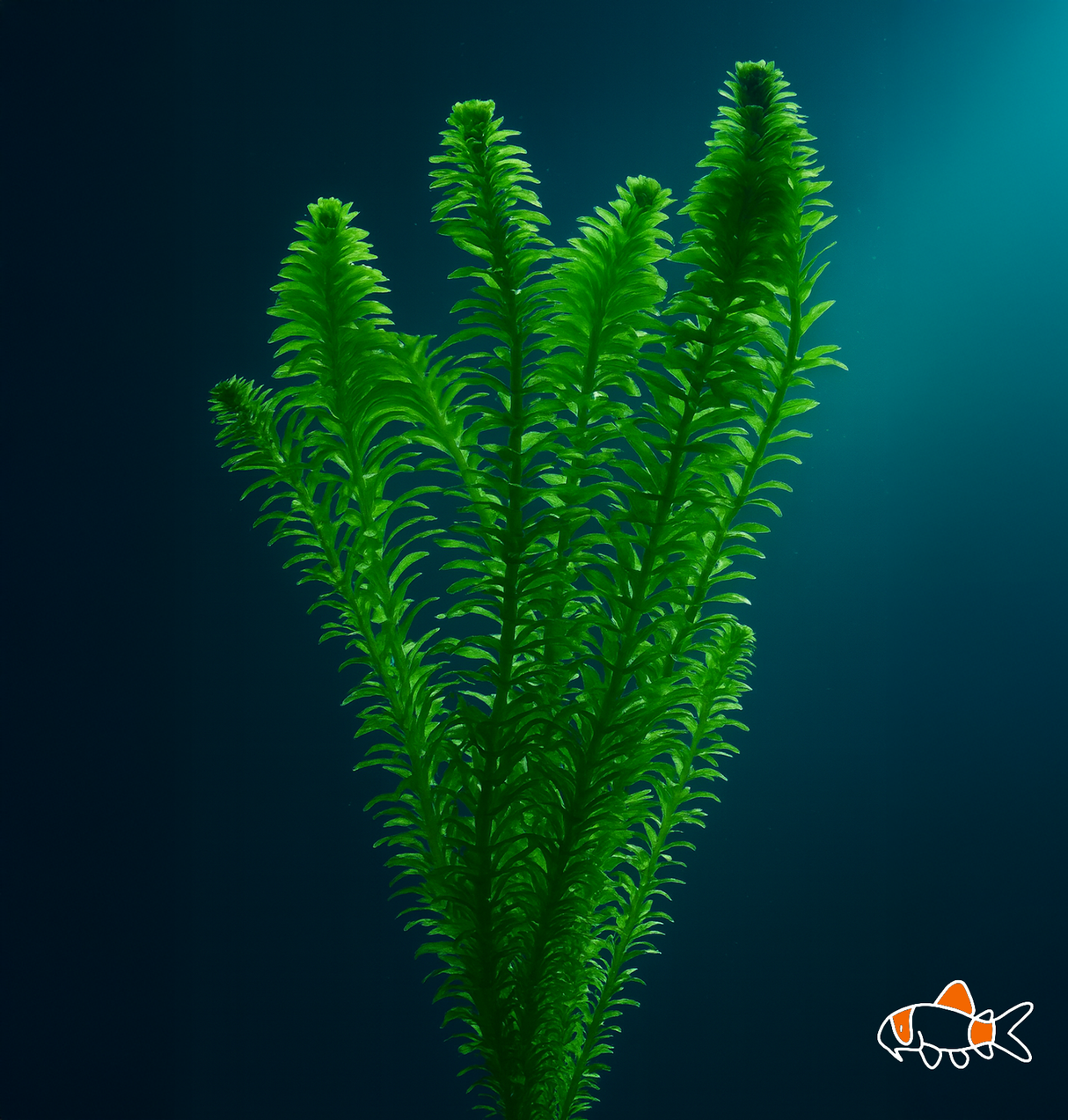 Oxygen Weed - Elodea Canadensis