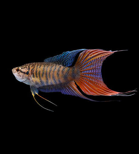 Paradise top gourami care