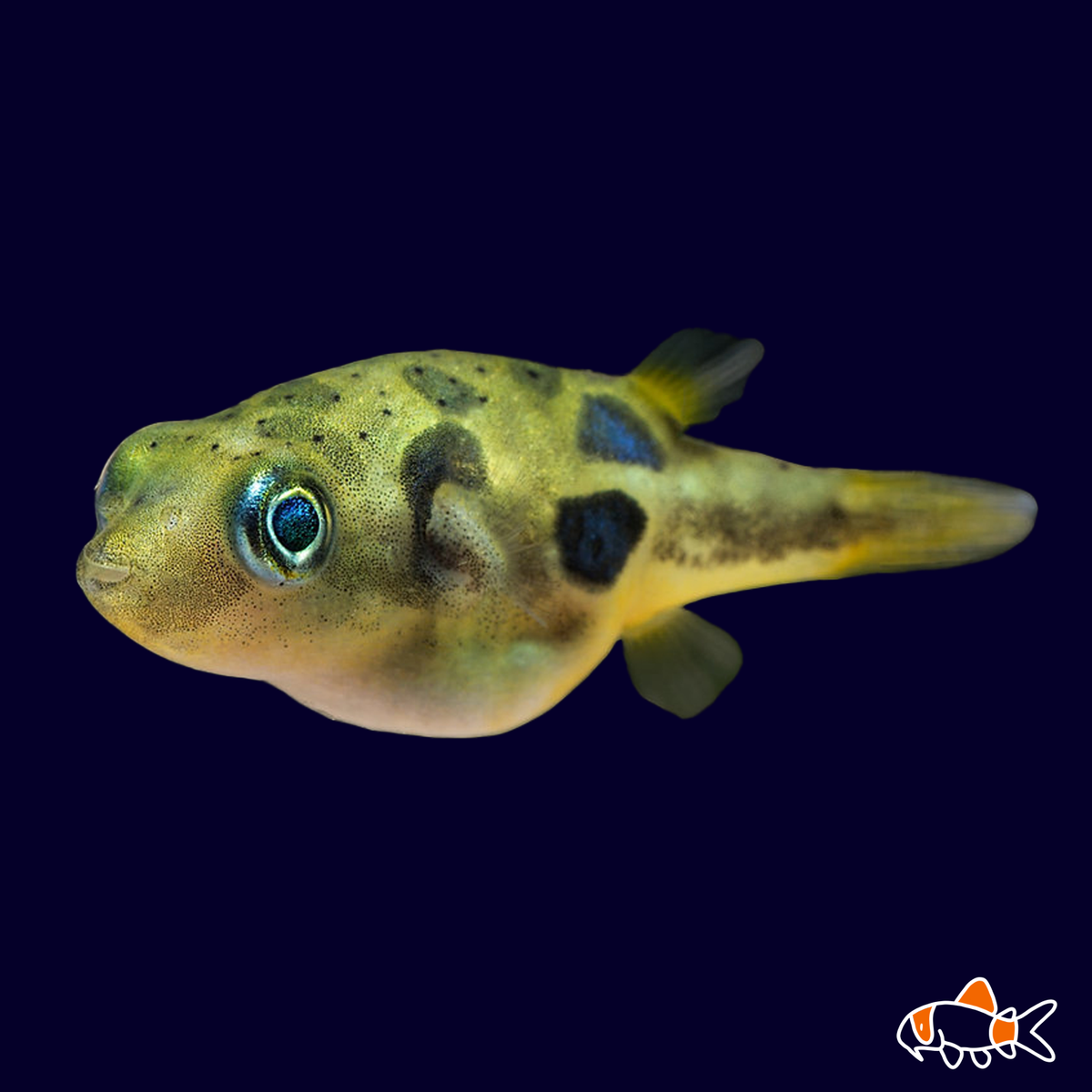 Pea Puffer Bay Aquatics Tauranga New Zealand