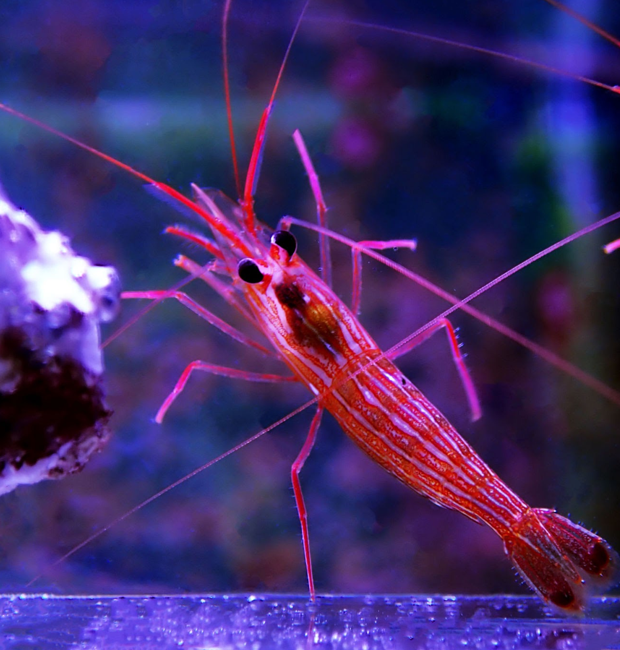 Caribbean Peppermint Shrimp